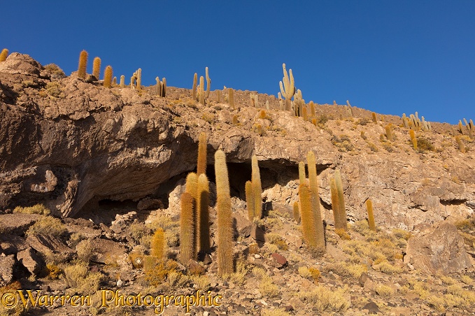 Pasacana Tree Cacti (Echinopsis atacamensis), Salar de Uyuni, Bolivia