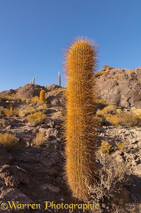 Pasacana Tree Cactus (Echinopsis atacamensis), Salar de Uyuni, Bolivia