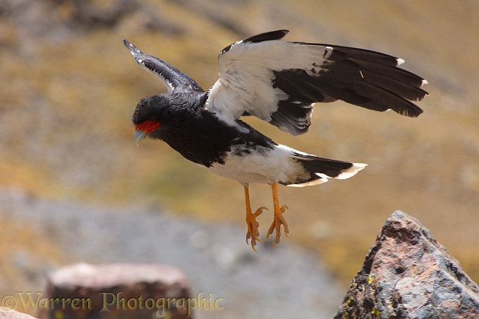 Mountain Caracara (Phalcoboenus megalopterus) taking off.  South America