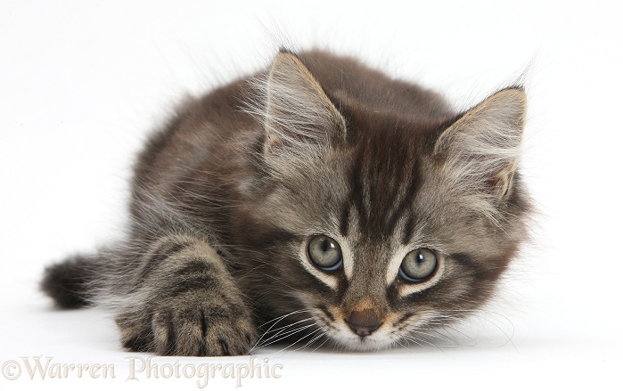 Tabby kitten, Squidge, 10 weeks old, white background