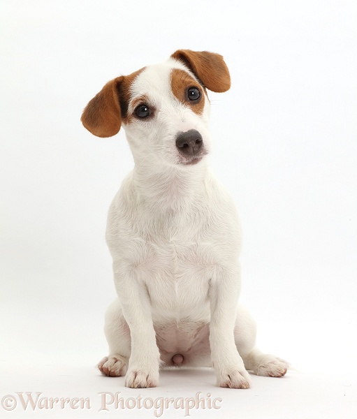 Jack Russell Terrier puppy sitting and looking quizzically, white background