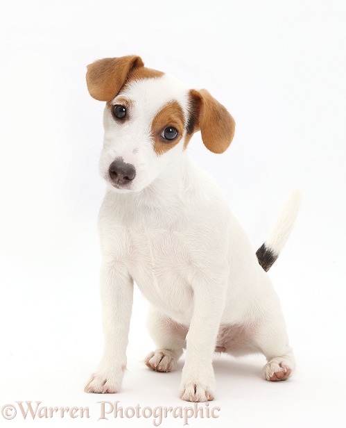 Jack Russell Terrier puppy sitting, white background