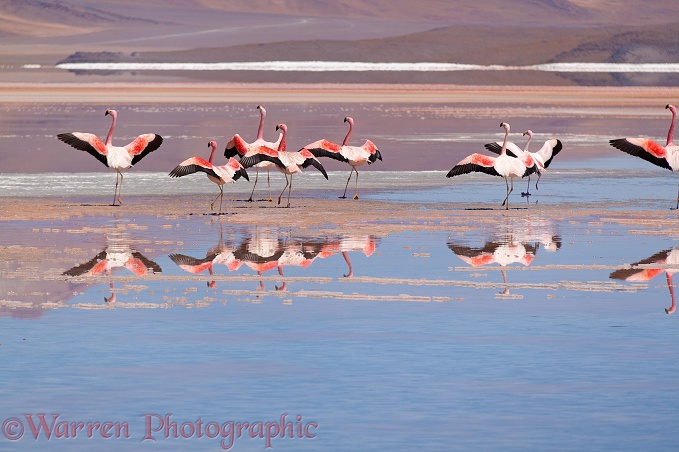 Andean Flamingos (Phoenicopterus andinus) with spread wings, Laguna Colorada, Bolivia