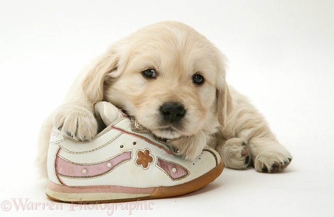 Golden Retriever pup with a child's shoe, white background