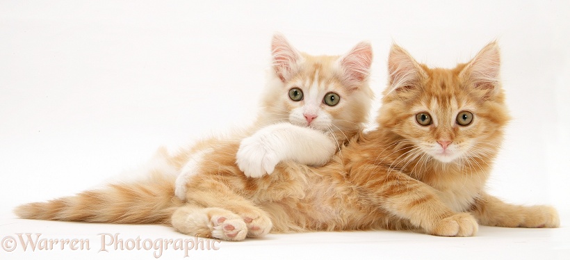 Ginger Maine Coon kittens lying together, white background