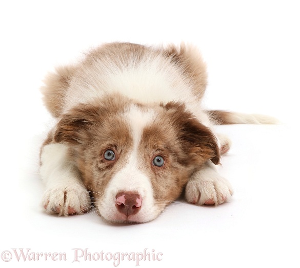 Red merle Border Collie puppy lying with chin on the floor, white background