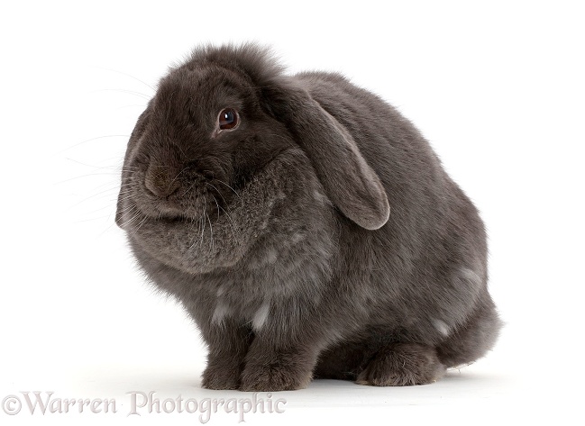 Blue grey lop rabbit, white background