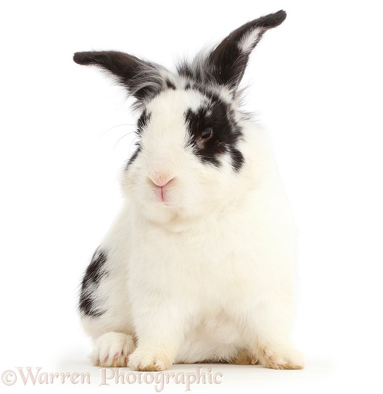 Black-and-white rabbit, Bandit, white background
