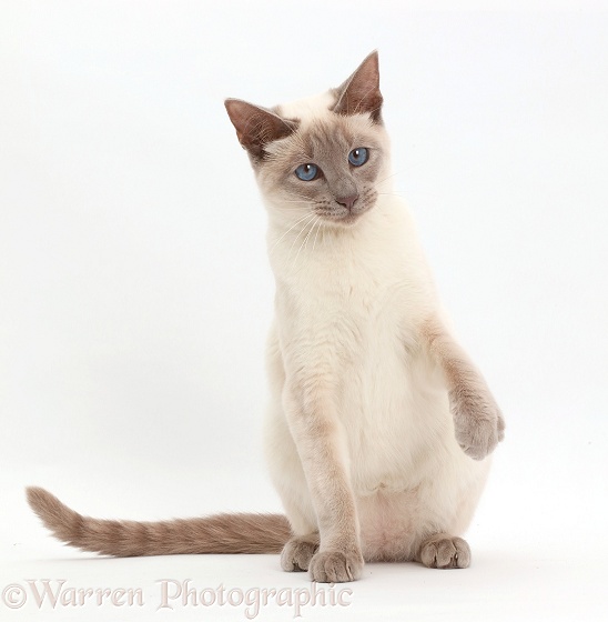 Blue-point Birman-cross cat sitting, white background