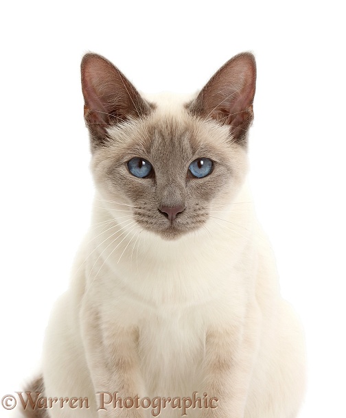 Blue-point Birman-cross cat, white background