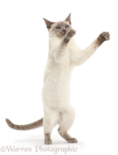 Blue-point Birman-cross cat standing up, white background
