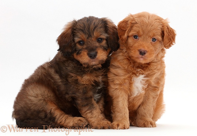 Two F1b Toy Goldendoodle puppies, white background
