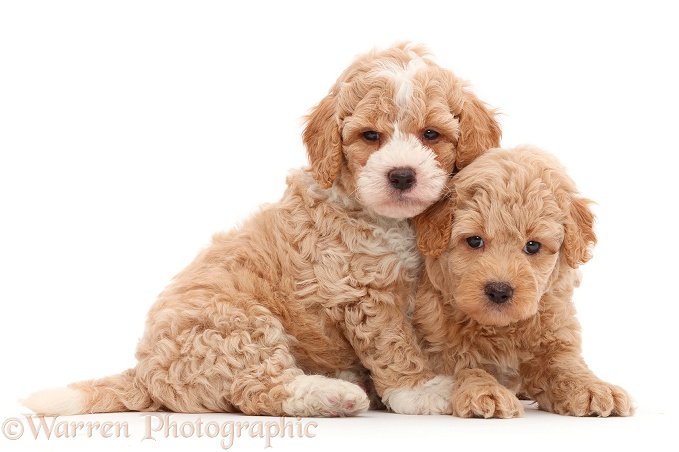 Two F1b Toy Goldendoodle puppies, white background