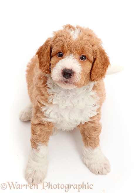 F1b Toy Goldendoodle puppy, sitting and looking up, white background