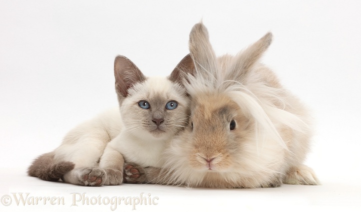Blue-point kitten with fluffy bunny, white background