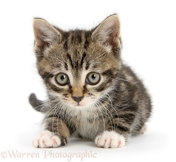 Tabby kitten lying with head up, white background