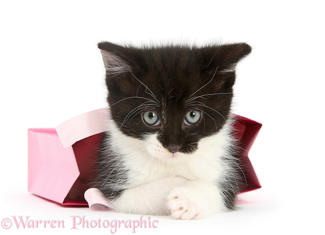 Black-and-white kitten in a pink gift bag, white background
