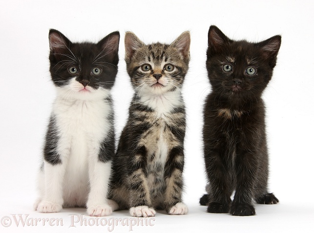 Three kittens together, white background