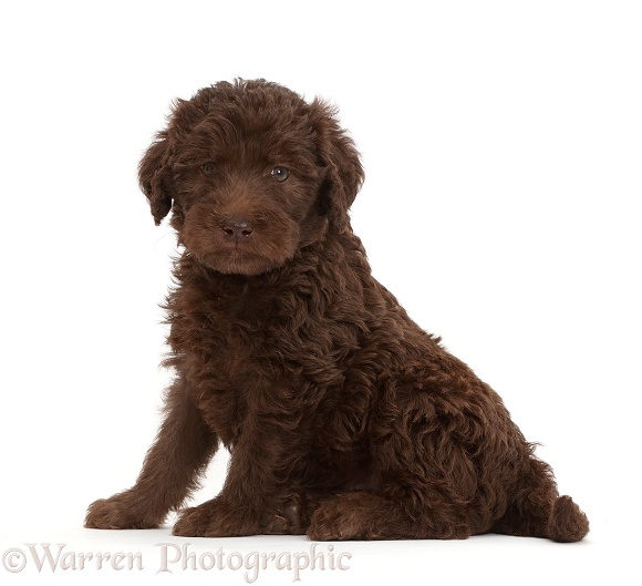 Chocolate Labradoodle puppy, white background