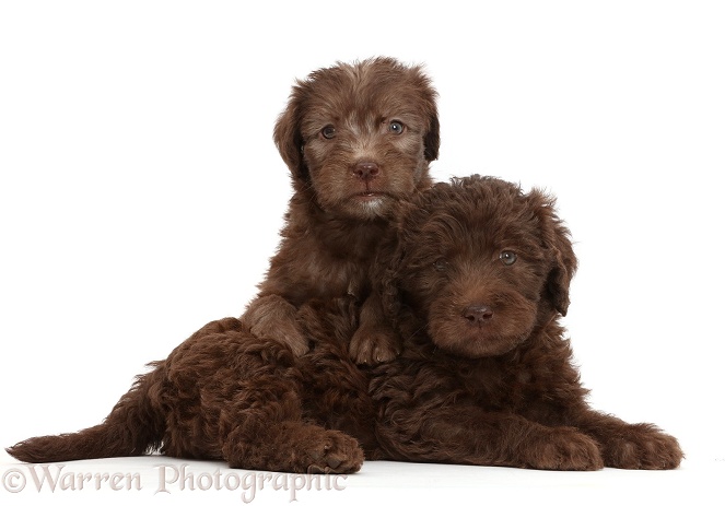 Chocolate Labradoodle puppies, white background