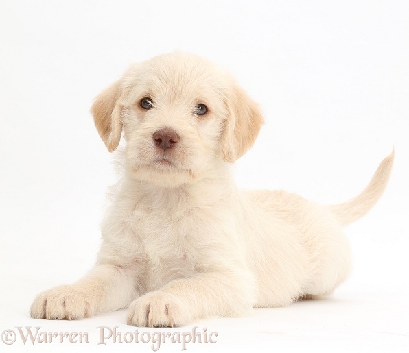 Golden Labradoodle puppy, white background