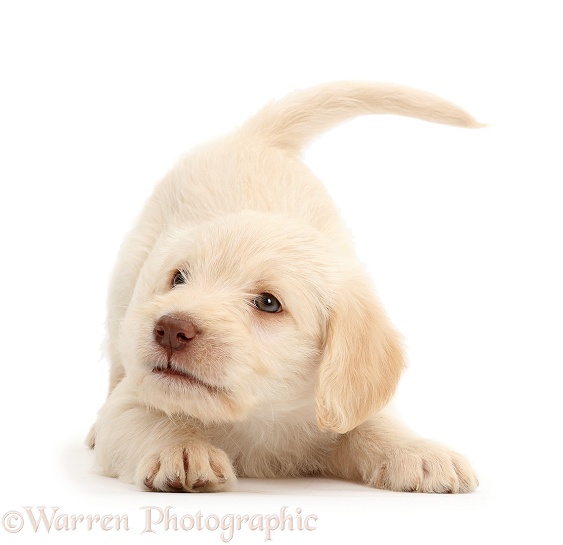 Golden Labradoodle puppy in play-bow stance, white background