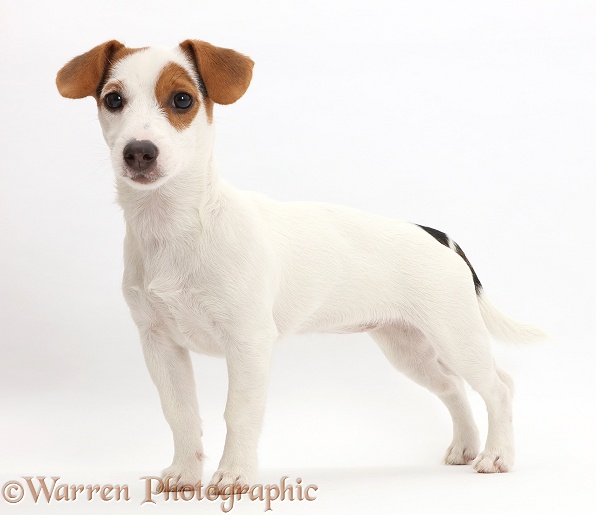 Jack Russell Terrier puppy standing, white background