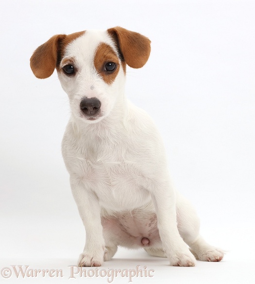Jack Russell Terrier puppy sitting, white background
