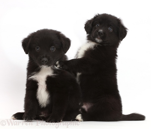 Playful black-and-white Miniature American Shepherd puppies, 5 weeks old, white background