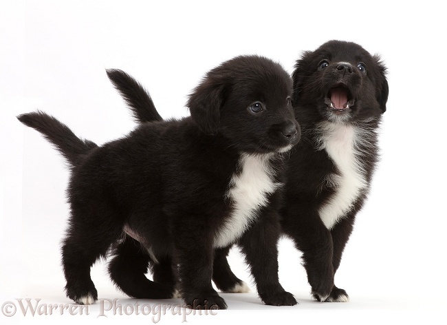 Black-and-white Miniature American Shepherd puppies, 5 weeks old, white background