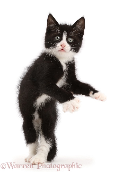 Black-and-white kitten, Solo, 7 weeks old, dancing in an amusing manner, white background