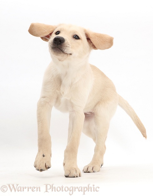 Playful Yellow Labrador Retriever puppy, 9 weeks old, white background