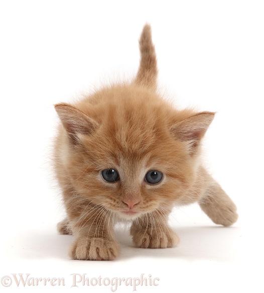 Ginger kitten creeping forward and keeping low, white background
