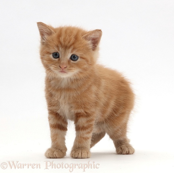 Ginger kitten, white background