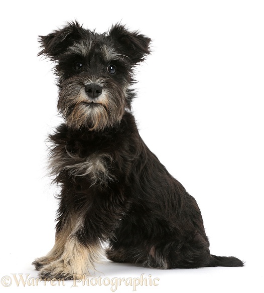 Miniature Schnauzer, white background