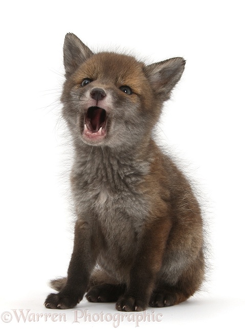 Red Fox (Vulpes vulpes) cub vixen, with open mouth, white background