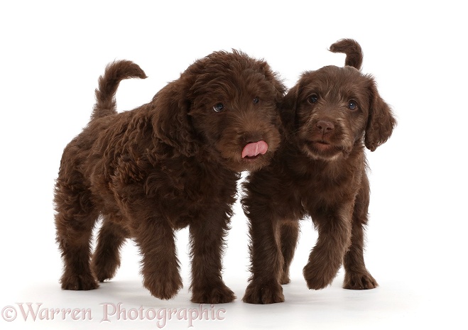 Chocolate Labradoodle puppies running along together, white background