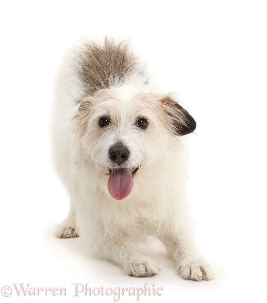 Shaggy mutt in play-bow, white background