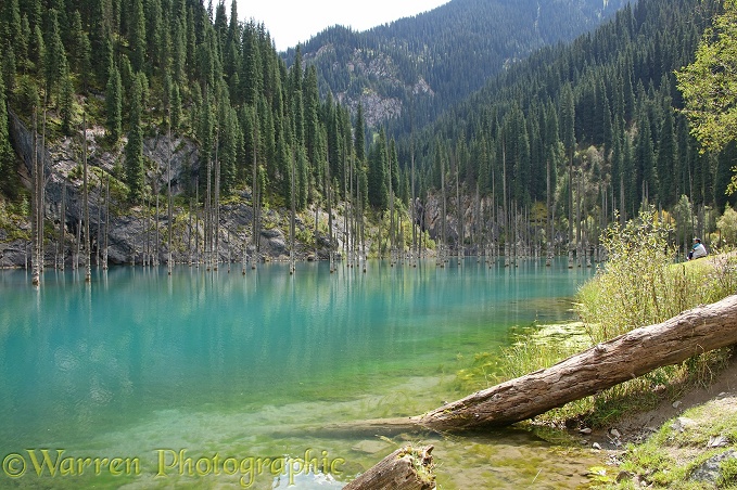 Submerged Forest at Lake Kaindy, Kazakhstan. The trees are Schrenk's Spruce (Picea schrenkiana)