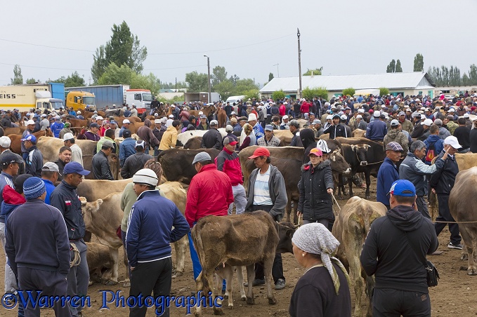 People and cattle at the Karakol Animal Market.  Kyrgizstan