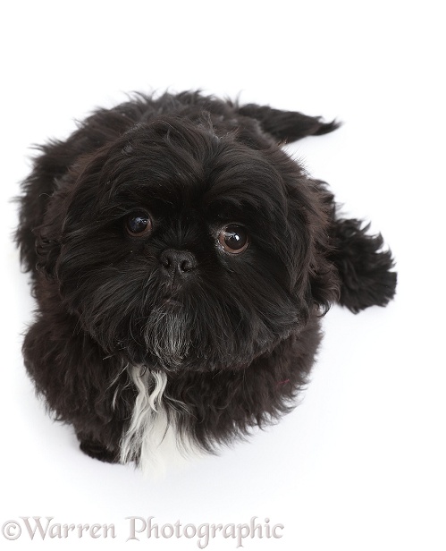 Black Shih-tzu sitting and looking up, white background