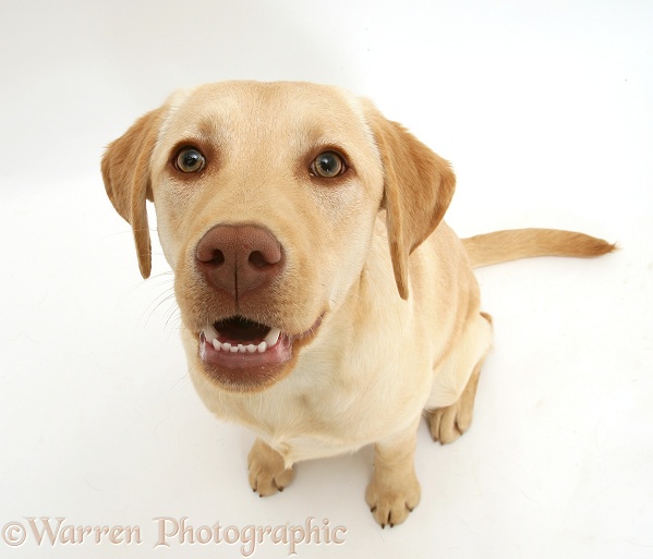 Young yellow Labrador Retriever, Millie, 7 months old, sitting, white background