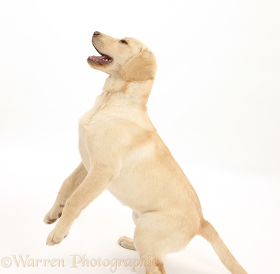 Yellow Labrador pup, 5 months old, jumping up, white background