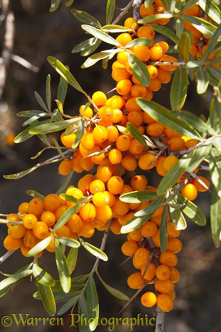 Common sea-buckthorn (Hippophae rhamnoides) berries.  Kyrgyzstan