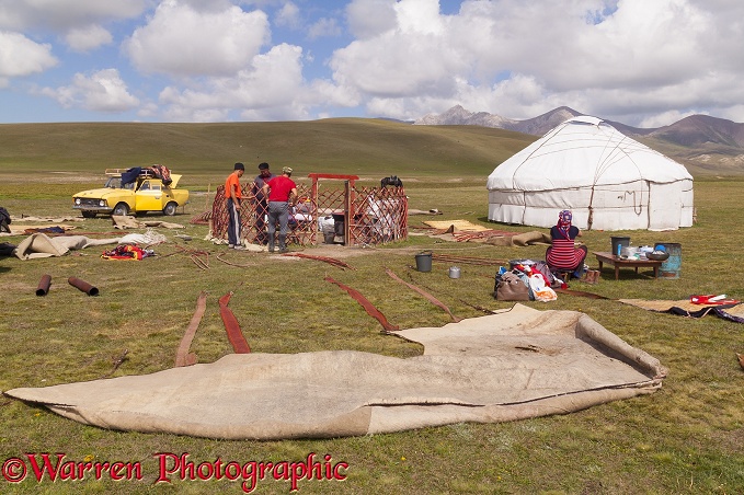 Kyrgiz family erecting a traditional yurt.  Kyrgizstan