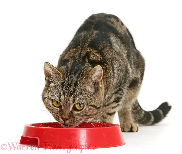 Tabby cat eating from a red plastic bowl, white background