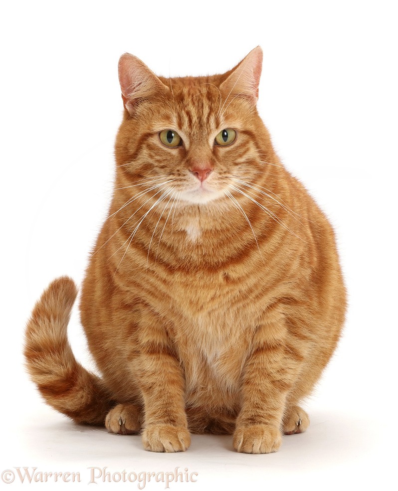 Fat Ginger cat, white background