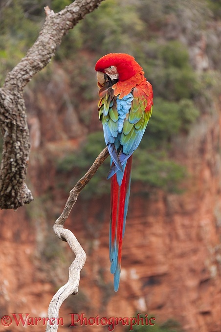 Green-winged Macaw (Ara chloroptera) preening.  South America