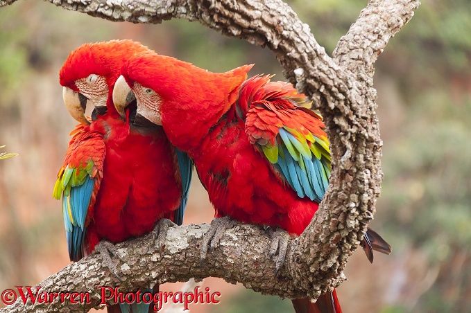 Green-winged Macaws (Ara chloroptera) preening each other.  South America