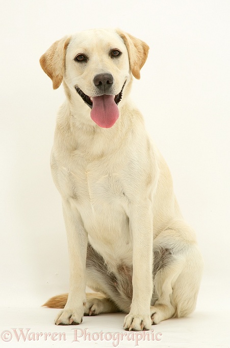 Yellow Labrador bitch Lucy, white background